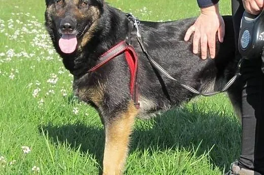 Tamira - mix owczarka do adopcji,  mazowieckie War