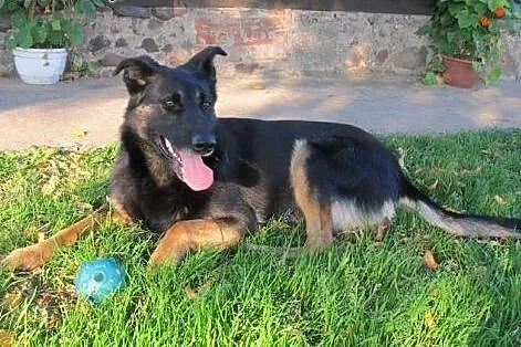 Tamira - mix owczarka do adopcji,  mazowieckie War