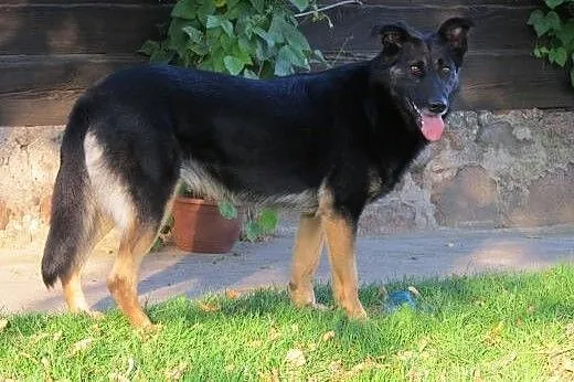 Tamira - mix owczarka do adopcji,  mazowieckie War
