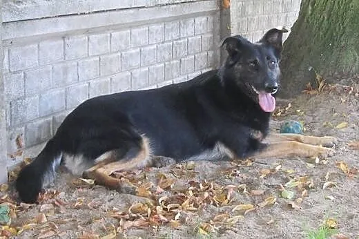 Tamira - mix owczarka do adopcji,  mazowieckie War