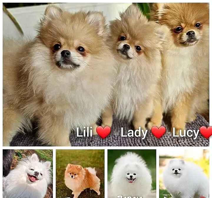 Pomeranian Szpic Miniaturowy, Kujawsko-pomorskie, Barcin