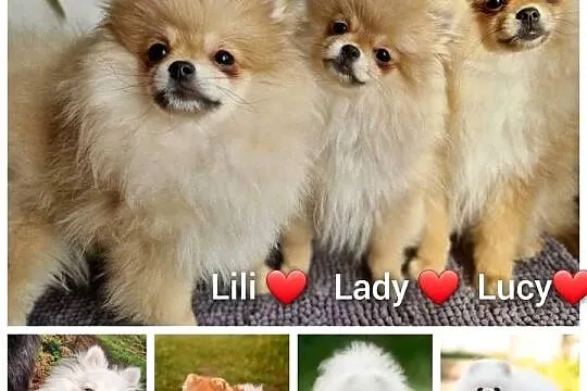 Pomeranian Szpic Miniaturowy, Kujawsko-pomorskie, Barcin