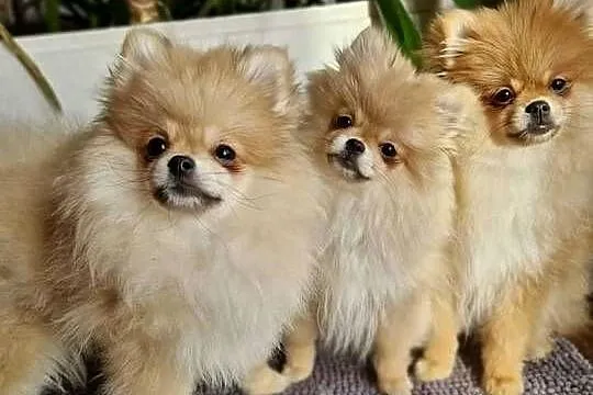 Pomeranian Szpic Miniaturowy, Kujawsko-pomorskie, Barcin