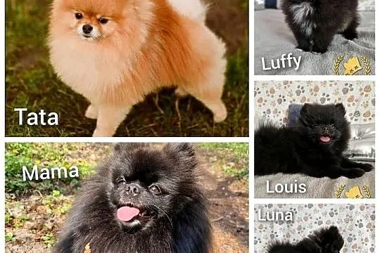 Pomeranian Szpic Miniaturowy, Kujawsko-pomorskie, Barcin