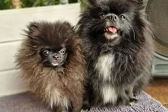 Pomeranian Szpic Miniaturowy, Kujawsko-pomorskie, Barcin