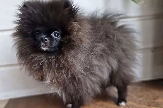 Pomeranian Szpic Miniaturowy, Kujawsko-pomorskie, Barcin