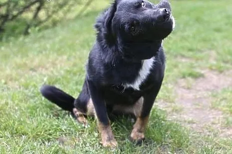 Psi ideał do wzięcia -  WILLY!,  mazowieckie Warsz