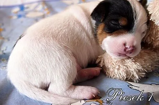 Jack Russell Terrier- gładkowłose szczenięta.Rezer