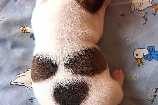 Jack Russell Terrier- gładkowłose szczenięta.Rezer