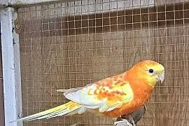 Sprzedam papugi
