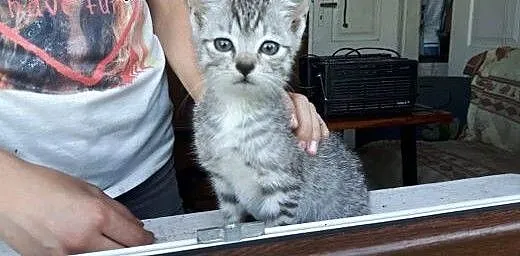 Luna srerbna kotka do adopcji, mazowieckie Warsza