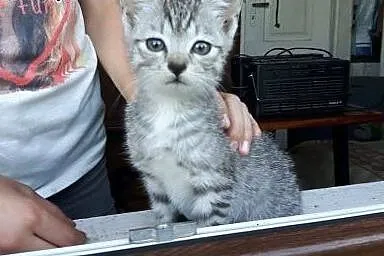 Luna srerbna kotka do adopcji,  mazowieckie Warsza