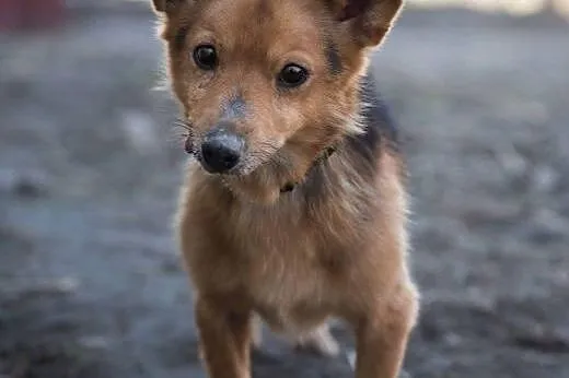 LAKI - mały piesek ze złamaną szczęką do adopcji, 