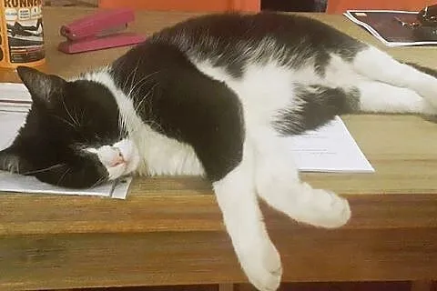 Franek - pilnie do adopcji