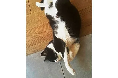 Franek - pilnie do adopcji