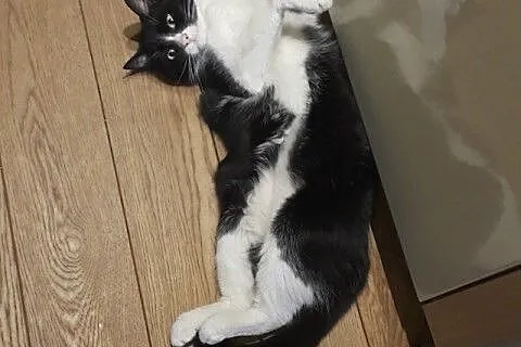 Franek - pilnie do adopcji