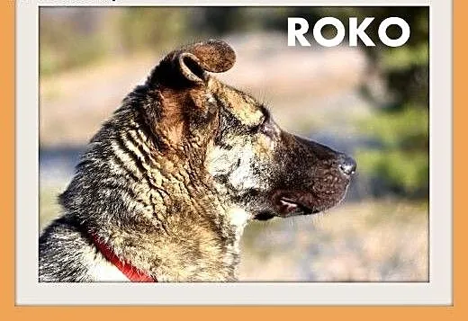 ROKO,28kg,owczarek,młody,wesoły,towarzyski pies.AD