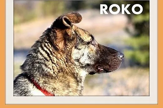 ROKO,28kg,owczarek,młody,wesoły,towarzyski pies.AD