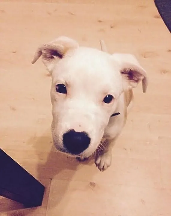 STONKA szczenie mix amstaff czeka na adopcję