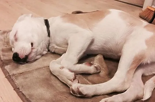 STONKA szczenie mix amstaff czeka na adopcję
