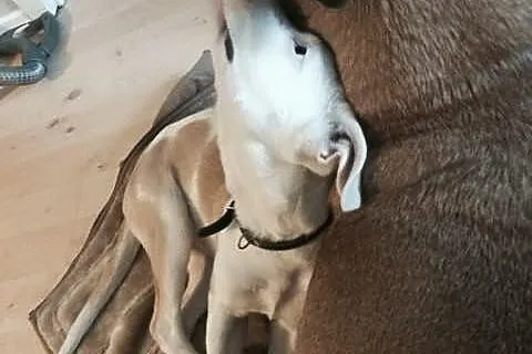 STONKA szczenie mix amstaff czeka na adopcję