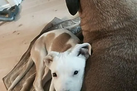 STONKA szczenie mix amstaff czeka na adopcję