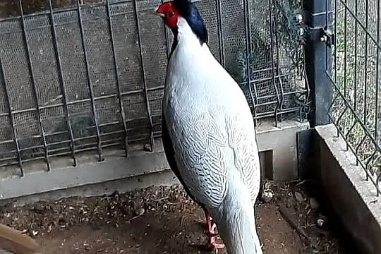 sprzedam  Bażanty  ozdobne, Łódzkie, Aleksandrów Łódzki
