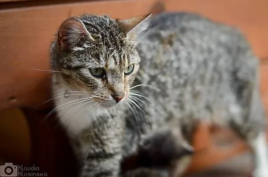 Jassmine, przyjazna, grzeczna KOTKA do adopcji