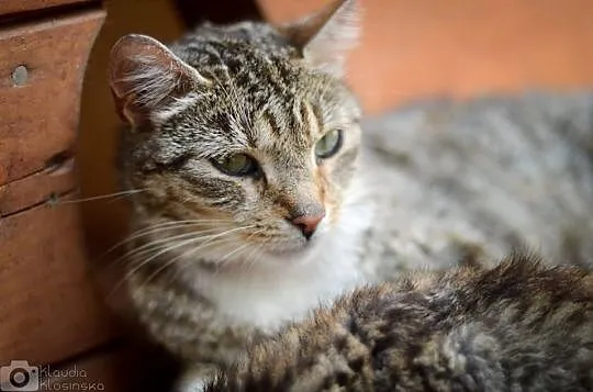 Jassmine, przyjazna, grzeczna KOTKA do adopcji