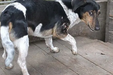 Pokochaj i przygarnij Andrzeja ze schroniska,  ślą