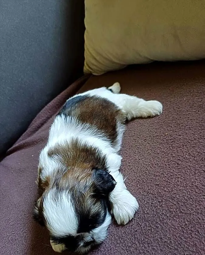 Shih tzu, Kujawsko-pomorskie, Fletnowo