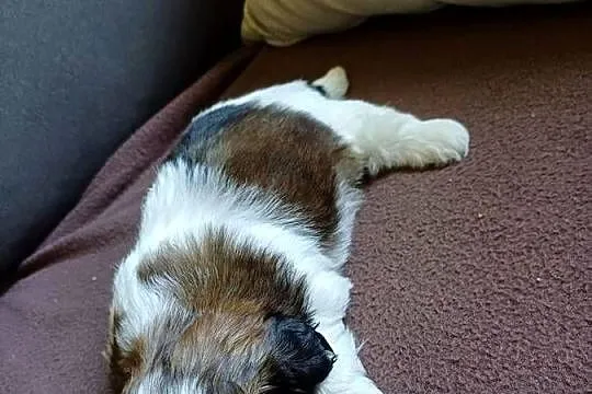 Shih tzu, Kujawsko-pomorskie, Fletnowo