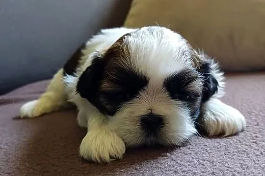 Shih tzu, Kujawsko-pomorskie, Fletnowo