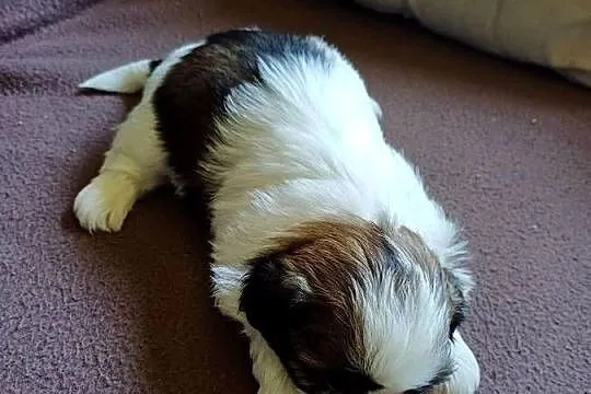 Shih tzu, Kujawsko-pomorskie, Fletnowo
