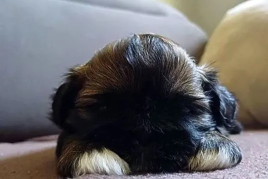 Shih tzu, Kujawsko-pomorskie, Fletnowo