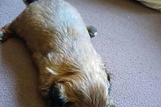 Shih tzu, Kujawsko-pomorskie, Fletnowo