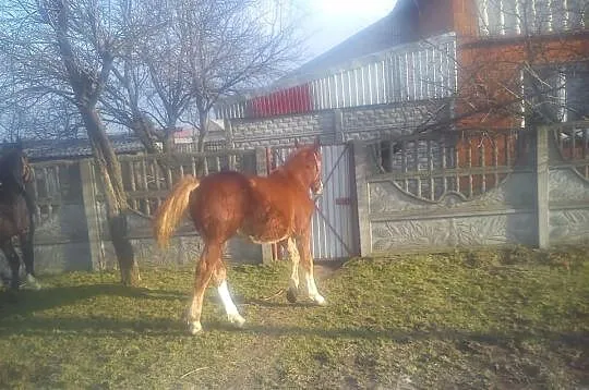 Ogierek barni
