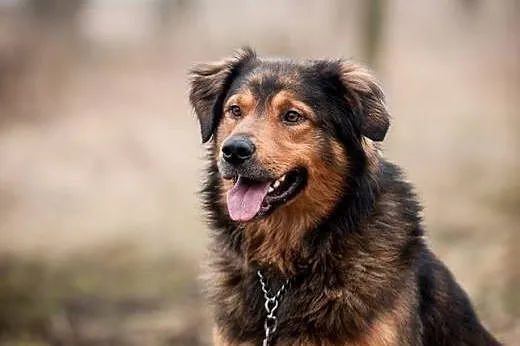 BROOKLYN - wierny, piękny, pies do adopcji, mazowieckie Warszawa