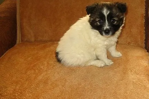 PUSIA -biała kuleczka 7-8 tyg,adopcja!!,  świętokr