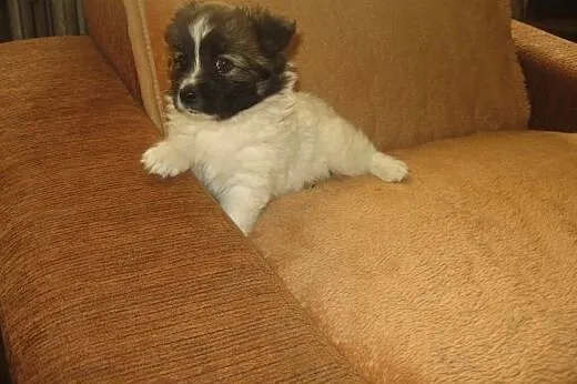 PUSIA -biała kuleczka 7-8 tyg,adopcja!!,  świętokr