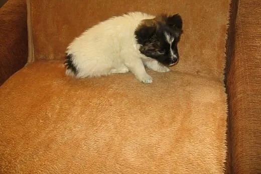 PUSIA -biała kuleczka 7-8 tyg,adopcja!!,  świętokr