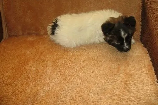 PUSIA -biała kuleczka 7-8 tyg,adopcja!!,  świętokr