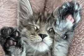 Maine coon kocięta