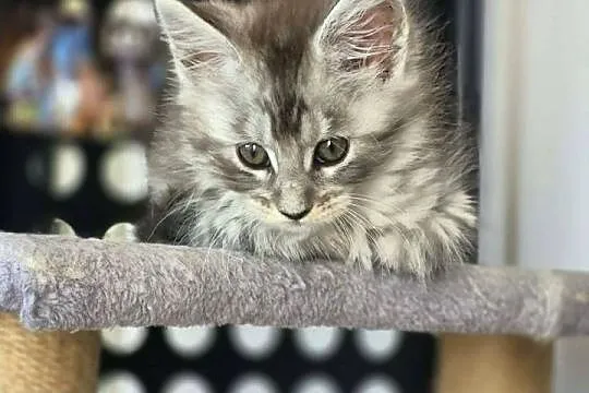 Maine coon kocięta, Zachodniopomorskie, Rurzyca