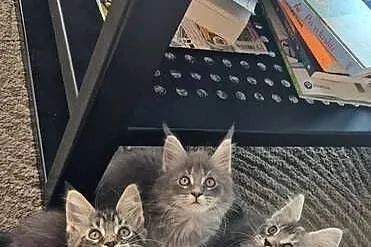 Maine coon kocięta, Zachodniopomorskie, Rurzyca