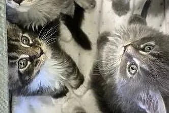 Maine coon kocięta, Zachodniopomorskie, Rurzyca