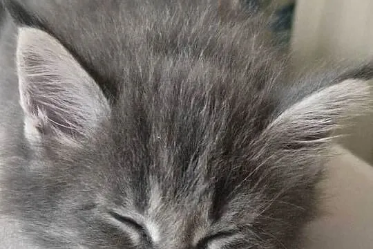Maine coon kocięta, Zachodniopomorskie, Rurzyca