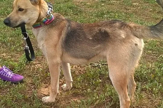 1,5 roczny, mądry, dobry piesek BUGI pilnie potrze