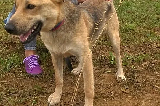 1,5 roczny, mądry, dobry piesek BUGI pilnie potrze