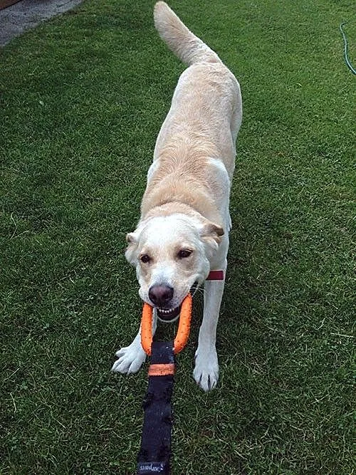 Drago labrador po przejściach szuka domu